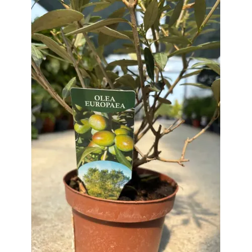 Maslin Mic Olea Europaea, 30cm