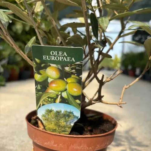 Maslin Mic Olea Europaea, 30cm Maslin Mic Olea Europaea, 30cm