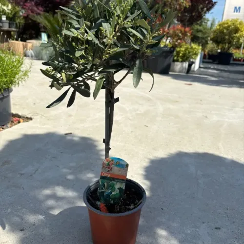  Maslin Olea Europaea, 40-50cm 