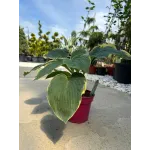 Crin de toamna - Hosta American Halo 20-40 cm