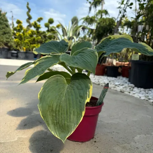 Crin de toamna - Hosta American Halo 20-40 cm
