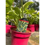 Crin de toamna - Hosta American Halo 20-40 cm