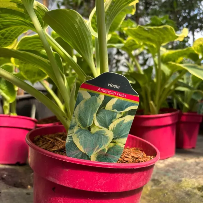 Crin de toamna - Hosta American Halo 20-40 cm