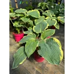 Crin de toamna - Hosta American Halo 20-40 cm