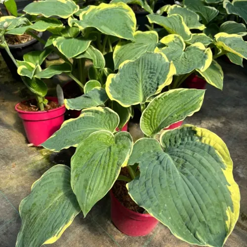 Crin de toamna - Hosta American Halo 20-40 cm