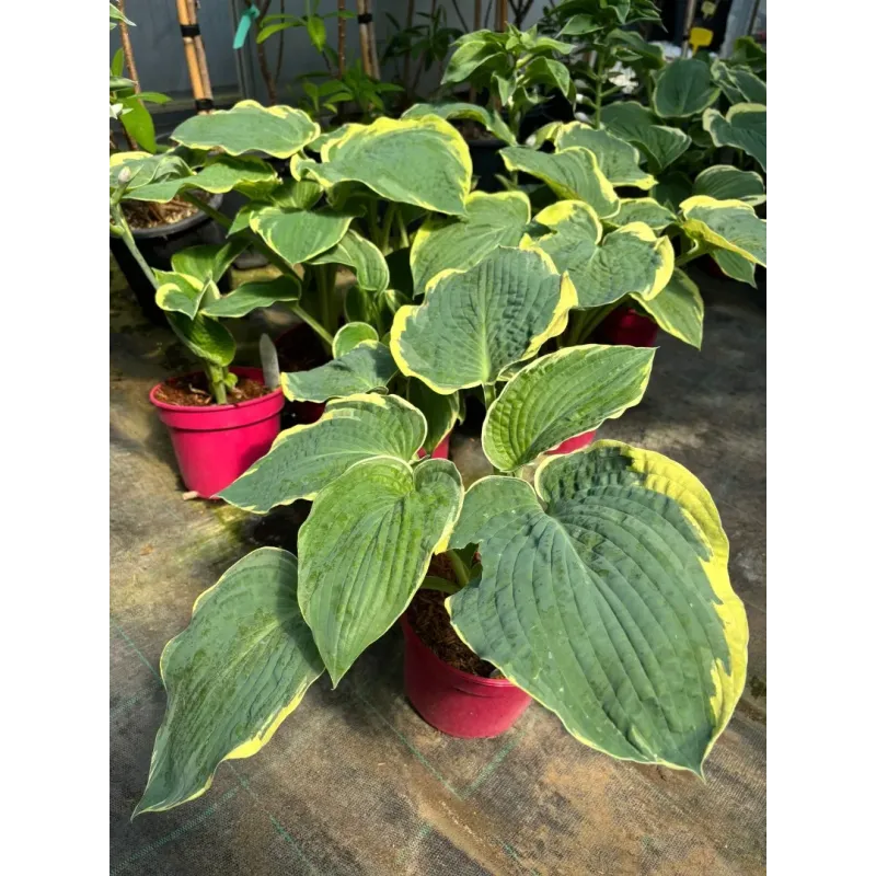 Crin de toamna - Hosta American Halo 20-40 cm