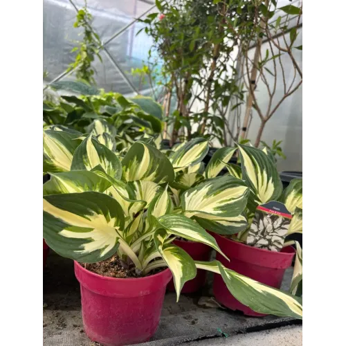 Hosta Fire & Ice 