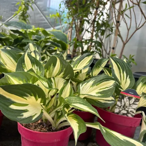 Hosta Fire & Ice 