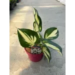 Hosta Fire & Ice Hosta Fire & Ice