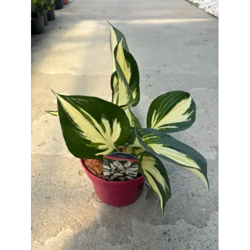Hosta Fire & Ice 