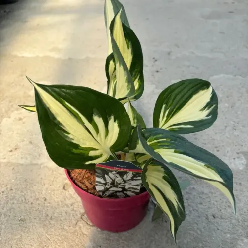 Hosta Fire & Ice Hosta Fire & Ice