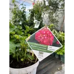 Hortensie Hydrangea Raspberry Lemonade 