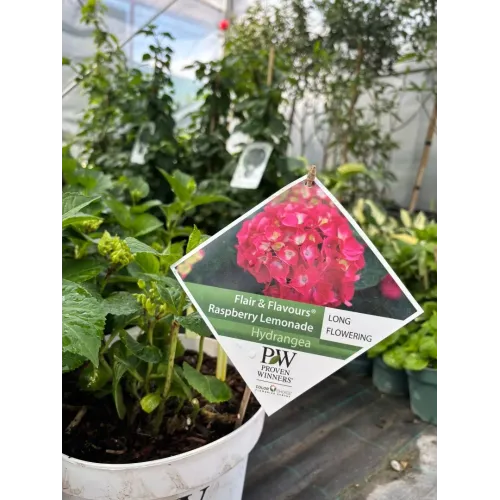 Hortensie Hydrangea Raspberry Lemonade 