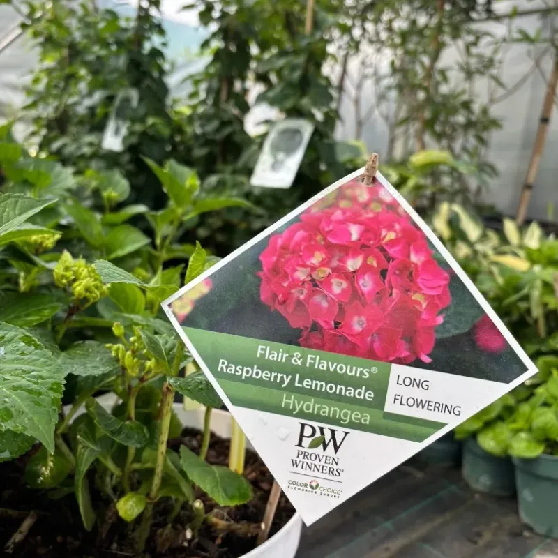 Hortensie Hydrangea Raspberry Lemonade 