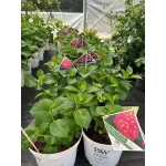 Hortensie Hydrangea Raspberry Lemonade 