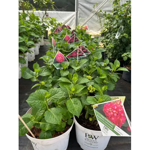 Hortensie Hydrangea Raspberry Lemonade 