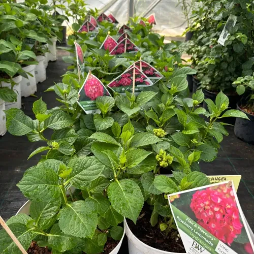 Hortensie Hydrangea Raspberry Lemonade 
