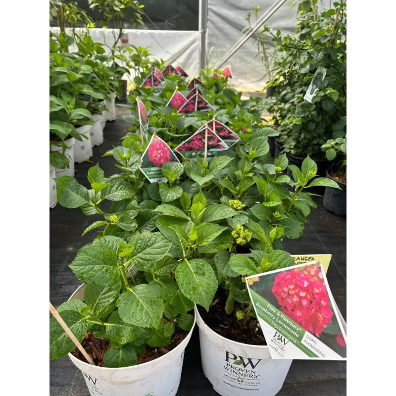 Hortensie Hydrangea Raspberry Lemonade 