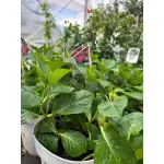 Hortensie Hydrangea Raspberry Lemonade 