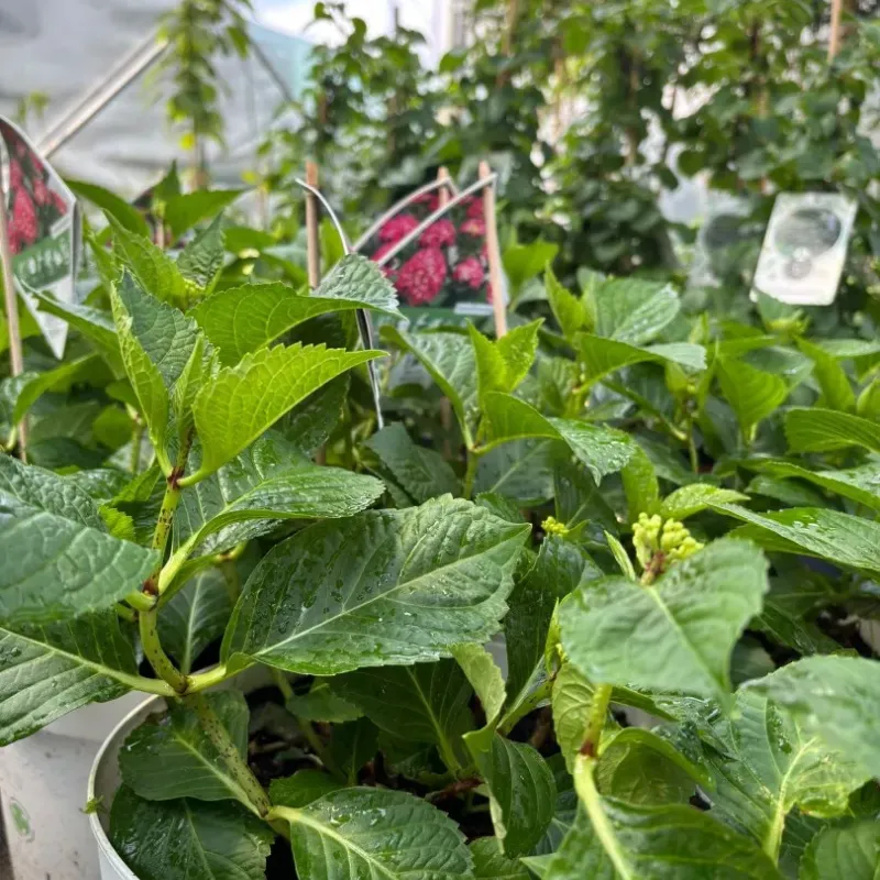 Hortensie Hydrangea Raspberry Lemonade 