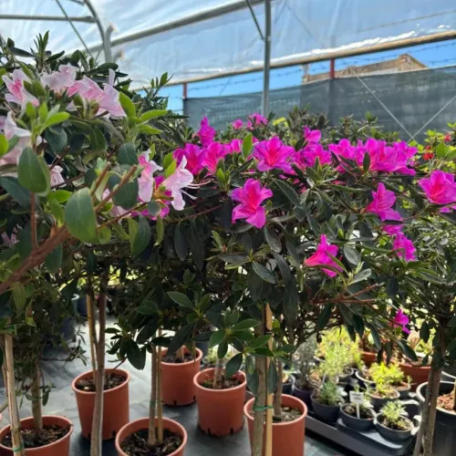 Azalea Japonica 1/4 Fusto pe picior 60-80 cm