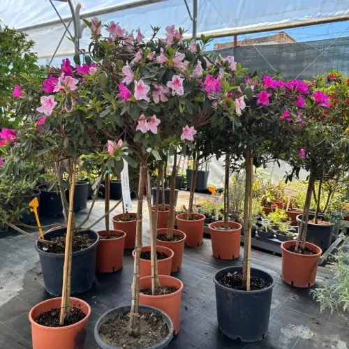 Azalea Japonica 1/4 Fusto pe picior 60-80 cm