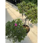 Azalea mini Pompons 
