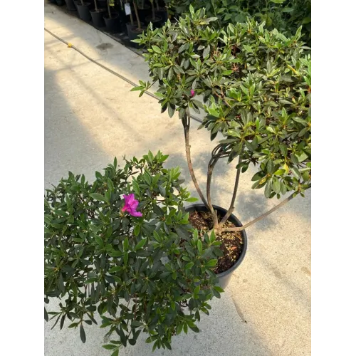 Azalea japonica mini Pompons 