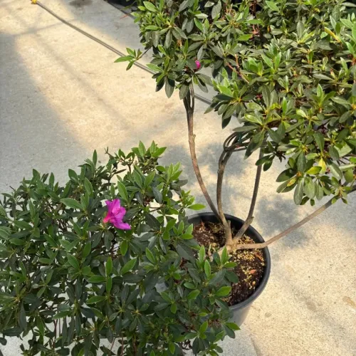 Azalea japonica mini Pompons 