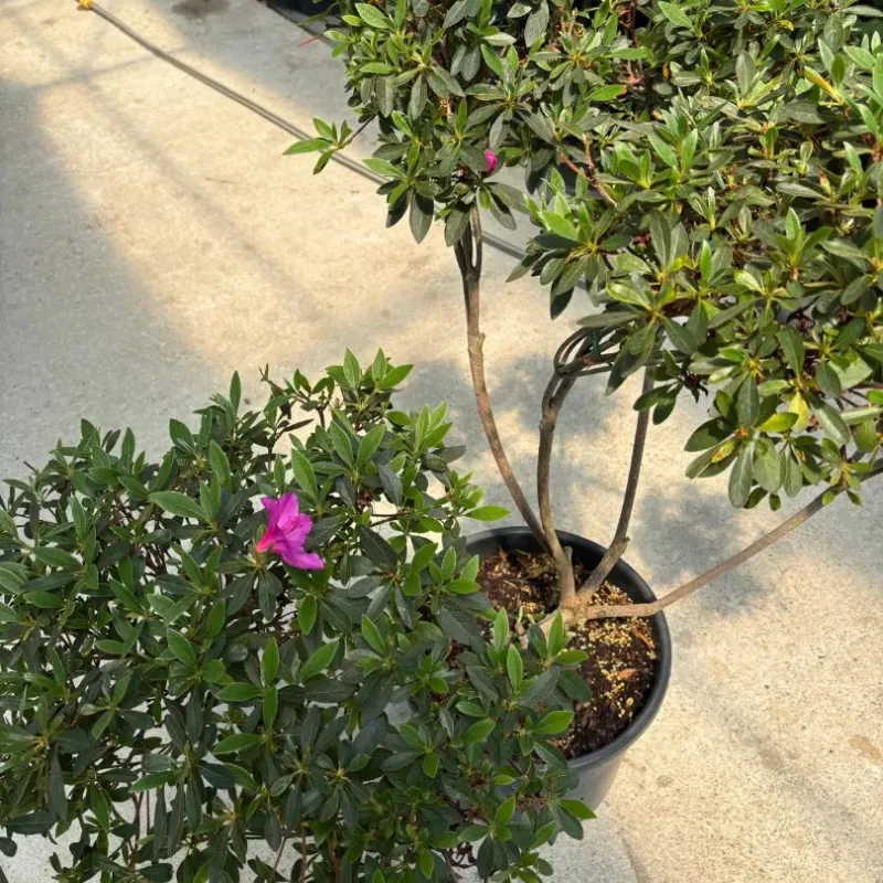 Azalea mini Pompons 