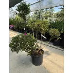 Azalea mini Pompons 