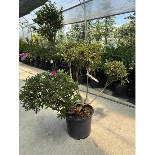 Azalea japonica mini Pompons 
