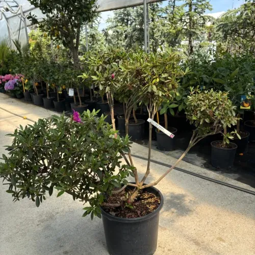 Azalea japonica mini Pompons 