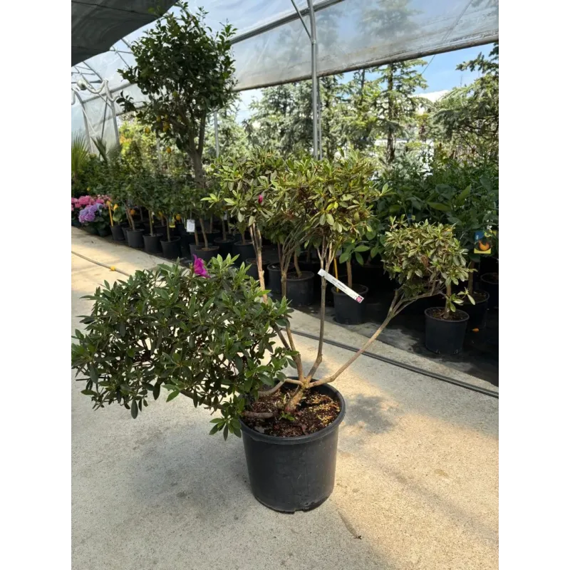 Azalea japonica mini Pompons 