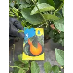 Portocal Arancio , ghiveci 7L, H 60-80 cm
