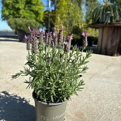 Lavanda mica 10-20 cm