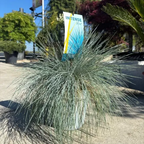Festuca Glauca Elijah Blue - iarba decorativa 20-30 cm