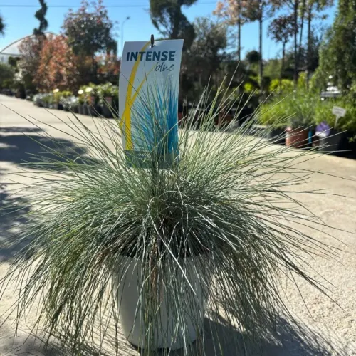 Festuca Glauca Elijah Blue - iarba decorativa 20-30 cm Festuca Glauca Elijah Blue - iarba decorativa 20-30 cm