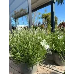 Lavanda alba mare 