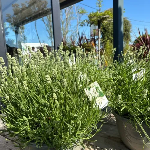 Lavanda alba mare 