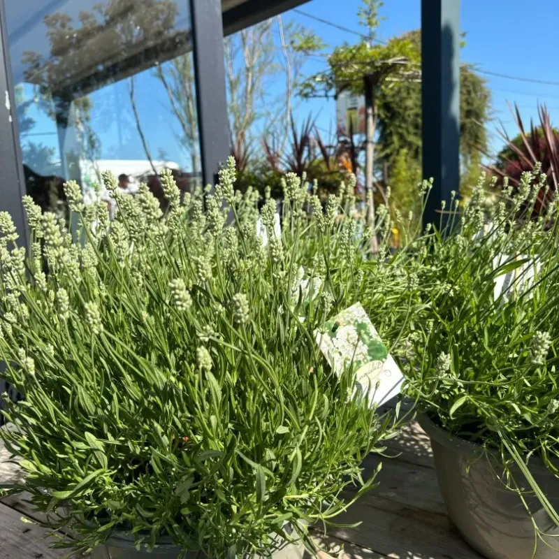 Lavanda alba mare 