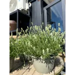 Lavanda alba mare 