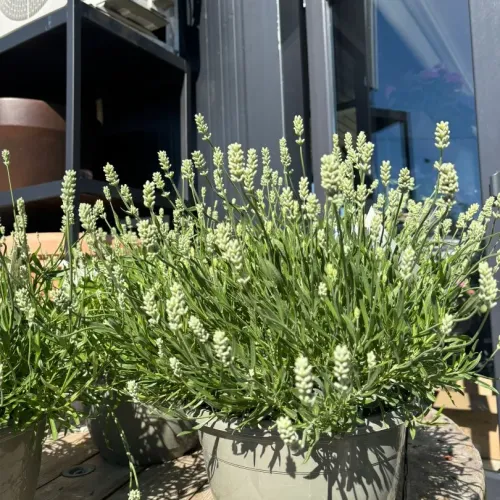 Lavanda alba mare 