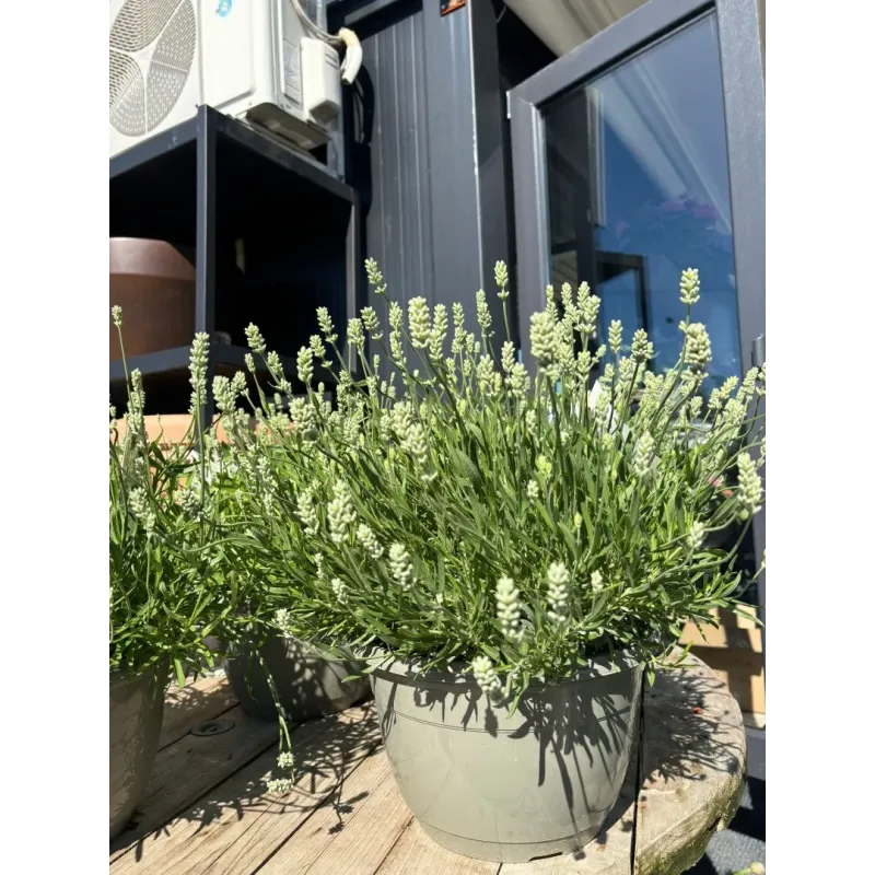 Lavanda alba mare 