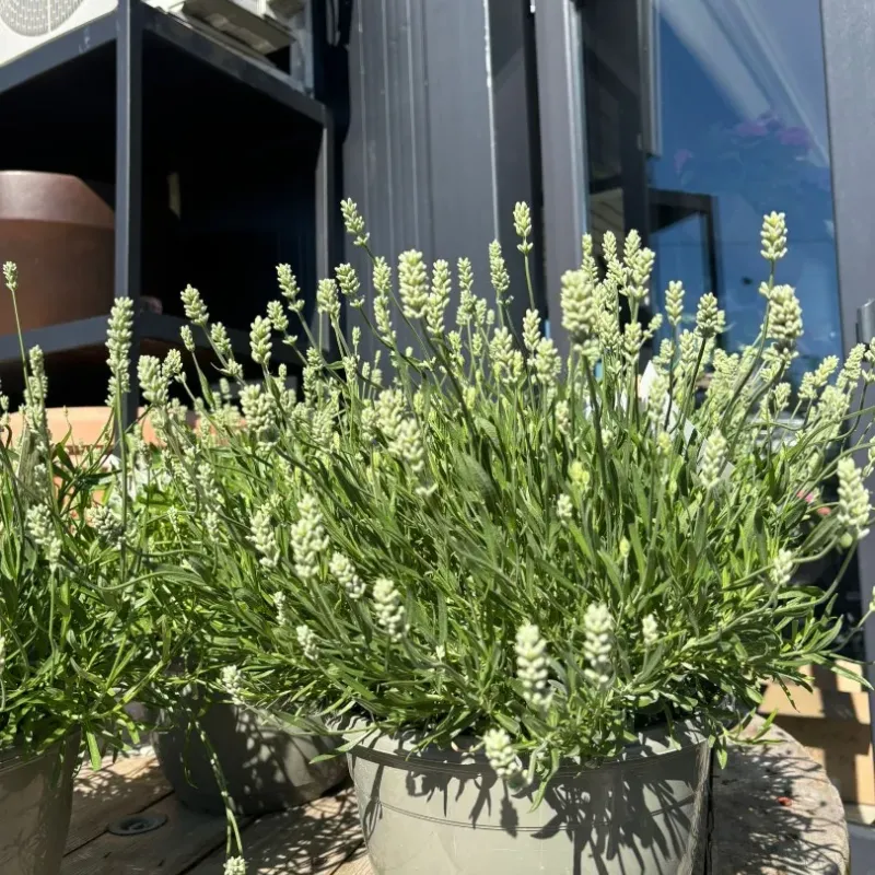 Lavanda alba mare 