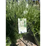 Lavanda alba mare 