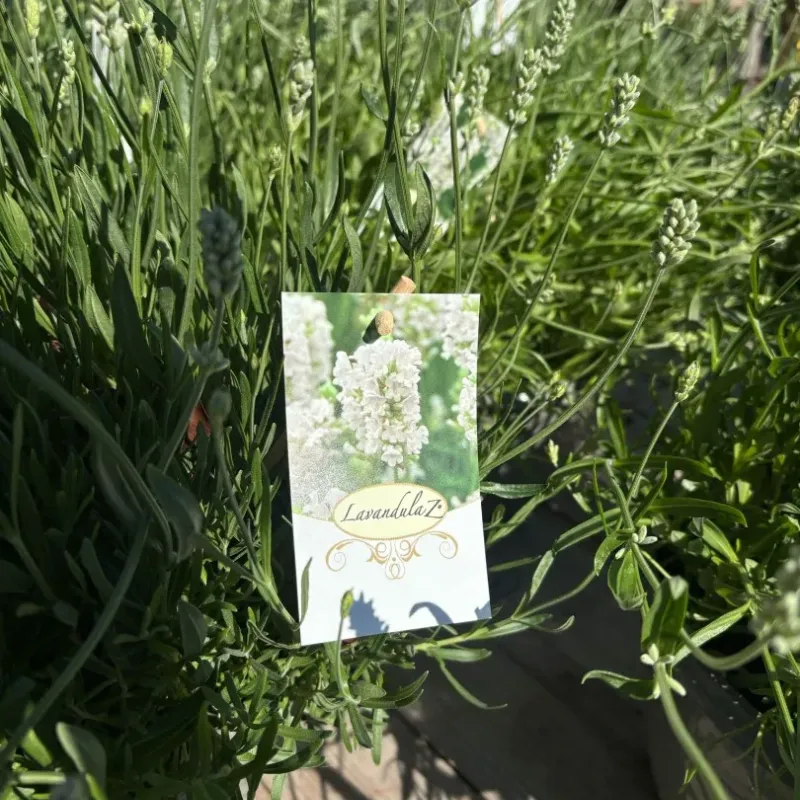Lavanda alba mare 