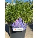 Lavanda mare 