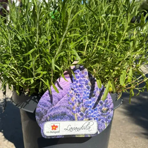 Lavanda mare 