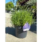 Lavanda mare 